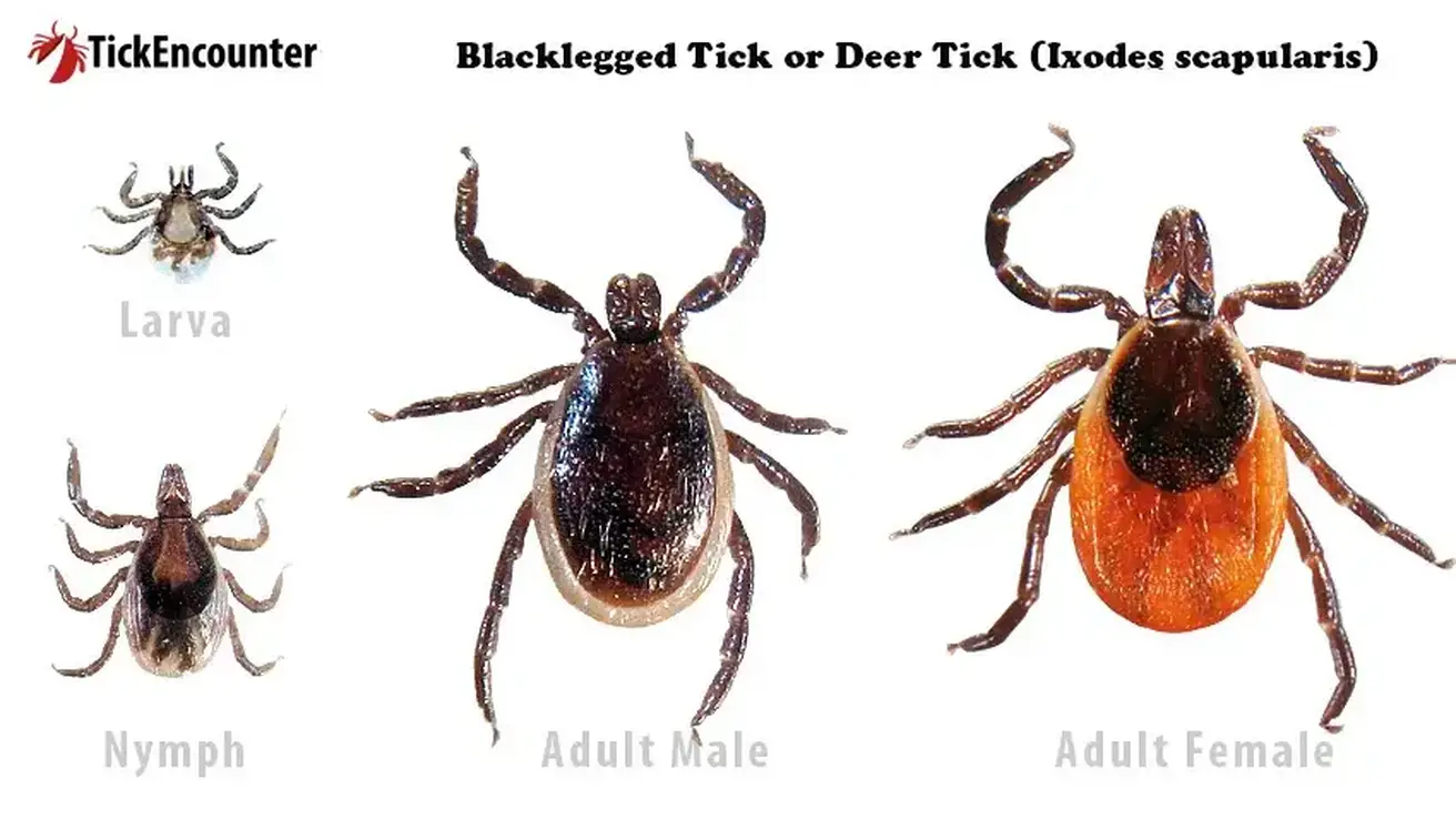 Family Portrait Blacklegged Tick