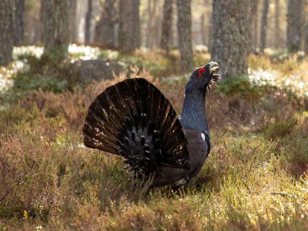 Capercaillie